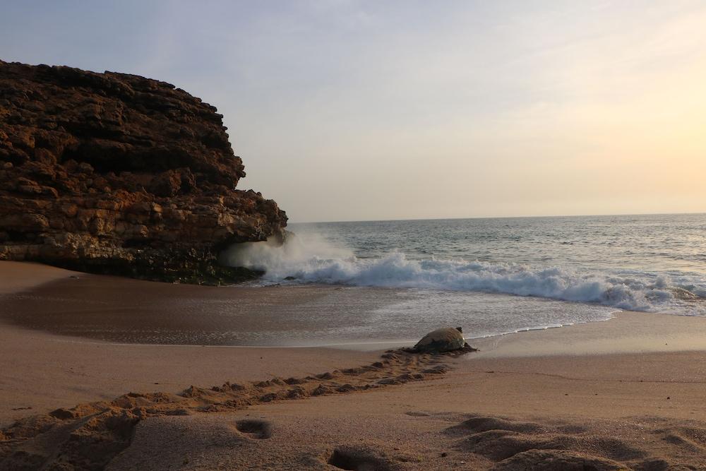 Ras Al Jinz Turtle Reserve