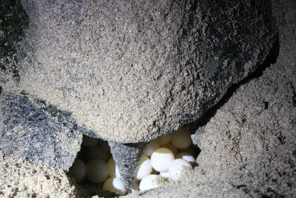 Ras Al Jinz Turtle Reserve