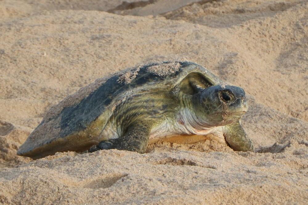 Hotel Ras Al Jinz Turtle Reserve Al Hadd
