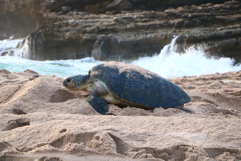 Hotel Ras Al Jinz Turtle Reserve 3*